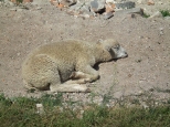 Śpiąca owieczka z Rybitw