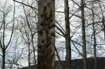 Drzewo Krzya. Cmentarz na Pksowym Brzyzku