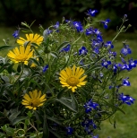Kwiaty w ogrodzie na warszawskiej Biaoce