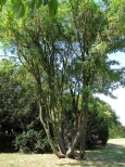 Rozoste drzewo na pl. Rapackiego