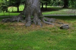 Ksi - Drzewo w parku