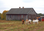 Kanie Helenowskie. Stary dom i kozy.