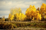 Jesień nad Biebrzą w złotych kolorach
