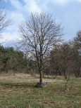 Drzewo w studni - Kampinos