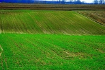 Klonów - wiosenne pola
