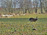 Kaszubski zajc