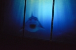 Krasiejw - Oceanarium prehistoryczne 3D - rekin atakuje