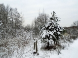 Zim - okolice Starej Miosny