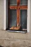 Warmiński kot w marcowym słońcu