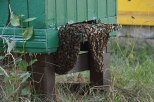 Krapkowice - pszczoły na ulu