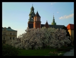 Wawel wiosn. Krakw