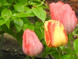 tulipany w deszczowym ogrodzie