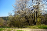 Beskid lski. Wiosna w okolicach Soszowa.