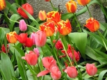 wiosenny ogrd - tulipany