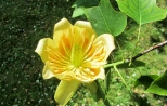 kwiat tulipanowca....