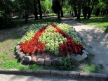 Kwiatowy herb Aleksandrowa