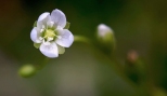 Kwiat rosiczki okrgolistnej Drosera rotundifolia