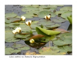 Lilie wodne na Zalewie Zegrzyskim