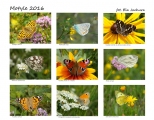 Motyle 2016
