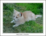Mały kotek w Kosewku
