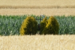 Oleszka - kapliczkakrzy w polu