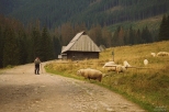 Dolina Chochoowska. Wypas owiec.