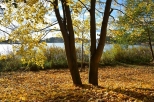 Jesień nad Jeziorem Barlineckim