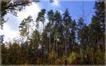 Las w Wilczynie Lenym