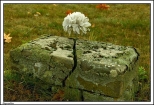 Pogorzelica - stary cmentarz przykościelny