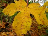 Żółty, jesienny liść