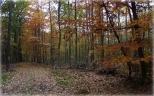 Jesień w Wilczynie Leśnym