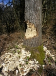 Lasy Janowskie. Drzewo uszkodzone przez bobry.