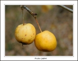 Dzika jabłoń w Lasach Nadarzyńskich