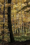 jesienny lasy w okolicy Rymanowa