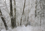 Zimowy las Rudki w styczniu 2016r
