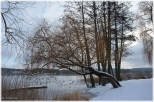 Stare drzewa zimą