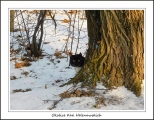 Okolice Ka Helenowskich. Kot w lesie
