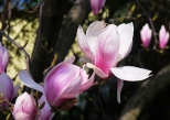 Bielskie magnolie.