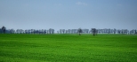 Mazurskie pola