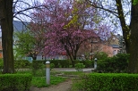 Krapkowice - drzewa przy Baszcie