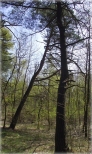 Lasy w Międzywodziu