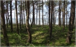 Lasy w Międzywodziu