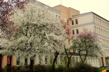 Krapkowice - kwitnące drzewa