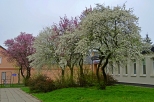 Krapkowice - kwitnące drzewo