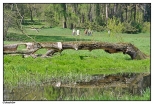 Gouchw - drzewo powalone przez bobry