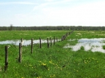 Wiosenne mokrada nad Liwcem