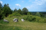 Krajobraz z okolic Rzędkowic.