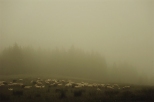 Owce we mgle id na Turbacz