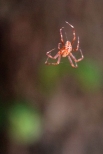Lasy Doliny Górnej Wisły- jeden bardzo licznych tego roku pajączków.
