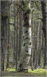 Dziwne drzewo w helskim lesie